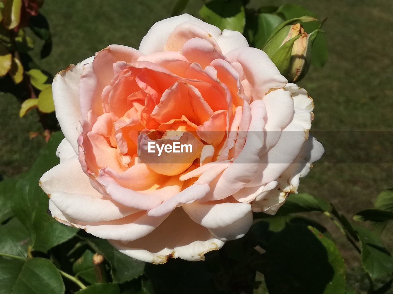 CLOSE-UP OF WHITE ROSE