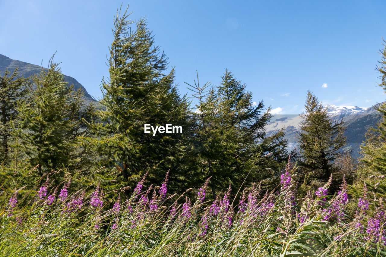 PURPLE FLOWERING PLANTS AND TREES ON FIELD