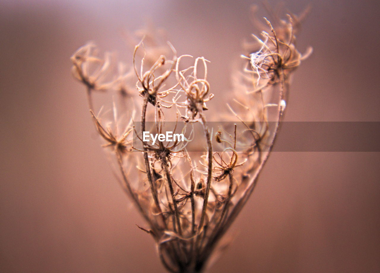 Close-up of dried plant