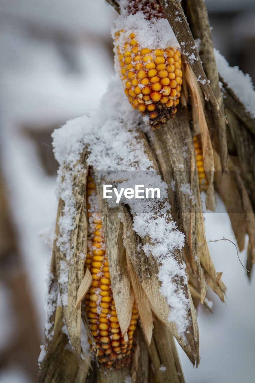 Close-up of snow covered sweetcorns