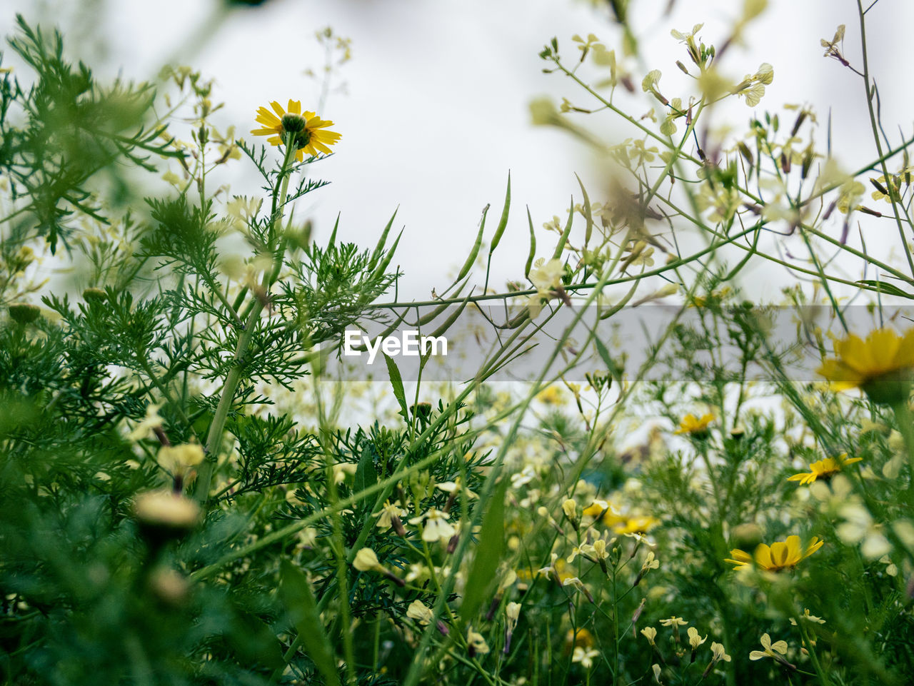 plant, flower, flowering plant, meadow, nature, beauty in nature, green, freshness, grass, growth, wildflower, yellow, no people, sky, sunlight, selective focus, environment, outdoors, land, springtime, field, landscape, tree, close-up, prairie, blossom, day, tranquility, summer, non-urban scene, fragility, plain, plant part, leaf, food, macro photography, daisy, herb, food and drink, botany