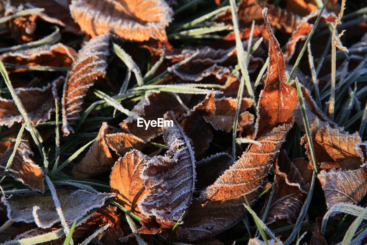 CLOSE-UP OF DRY LEAVES ON FROZEN LAND DURING AUTUMN