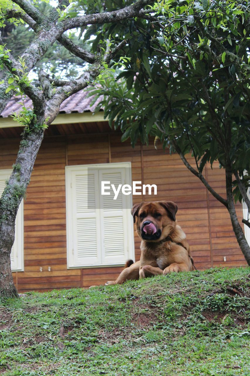 Low angle view of dog sitting on grassy field against house