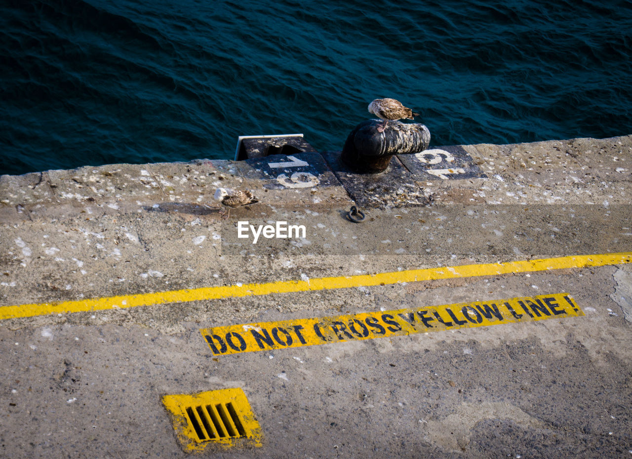 High angle view of seagull on pier