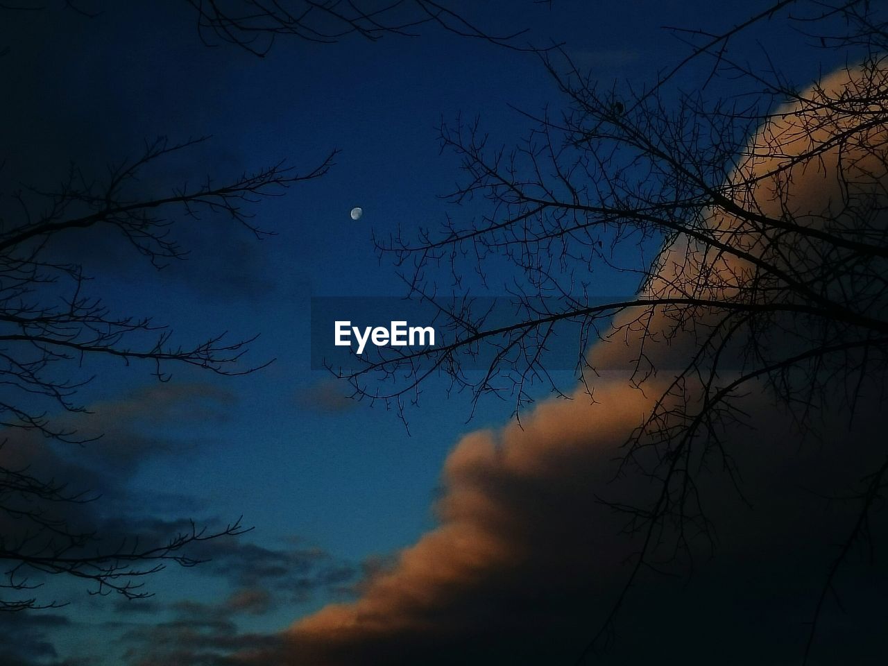 LOW ANGLE VIEW OF BARE TREES AGAINST THE SKY