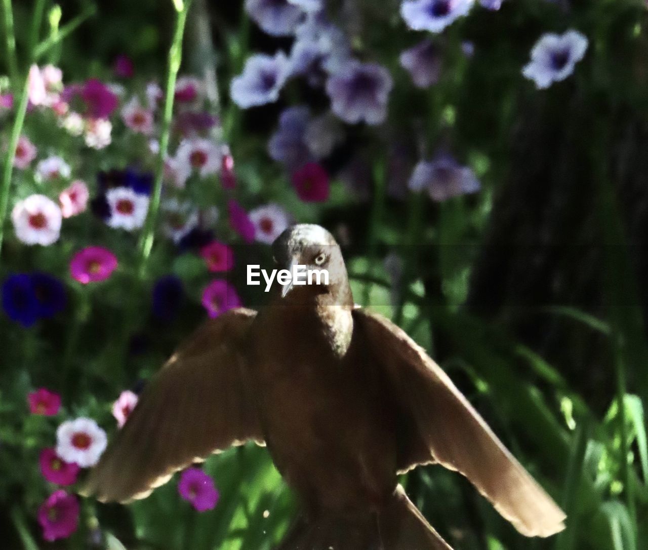 CLOSE-UP OF A BIRD PERCHING ON A PLANT