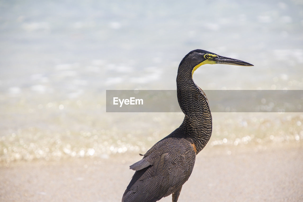 animal themes, animal, animal wildlife, wildlife, bird, one animal, beak, cormorant, water, nature, close-up, focus on foreground, no people, beach, day, side view, sea, land, outdoors, beauty in nature, full length, animal body part