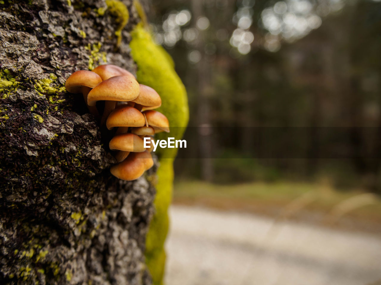 Close-up of mushrooms growing on tree trunk