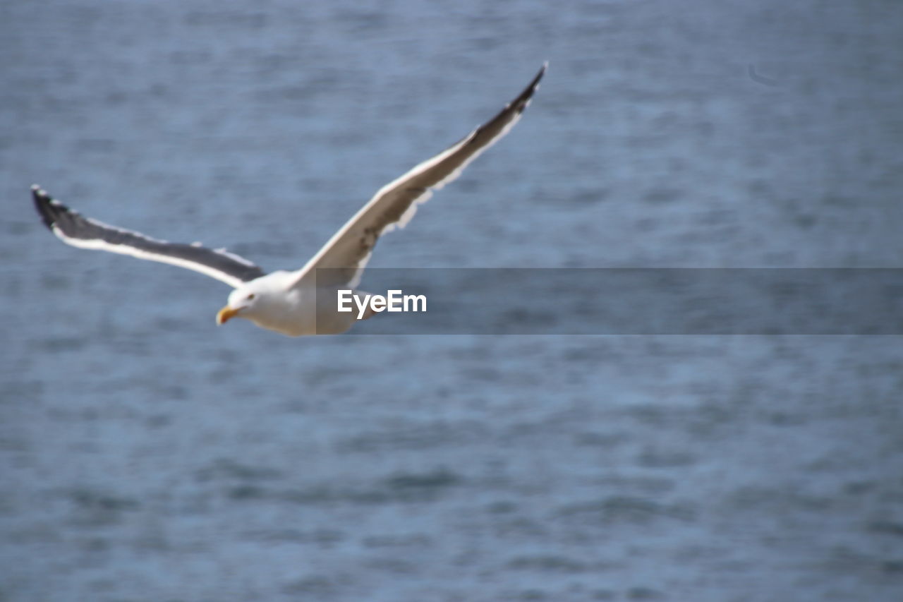 SEAGULL FLYING IN SEA