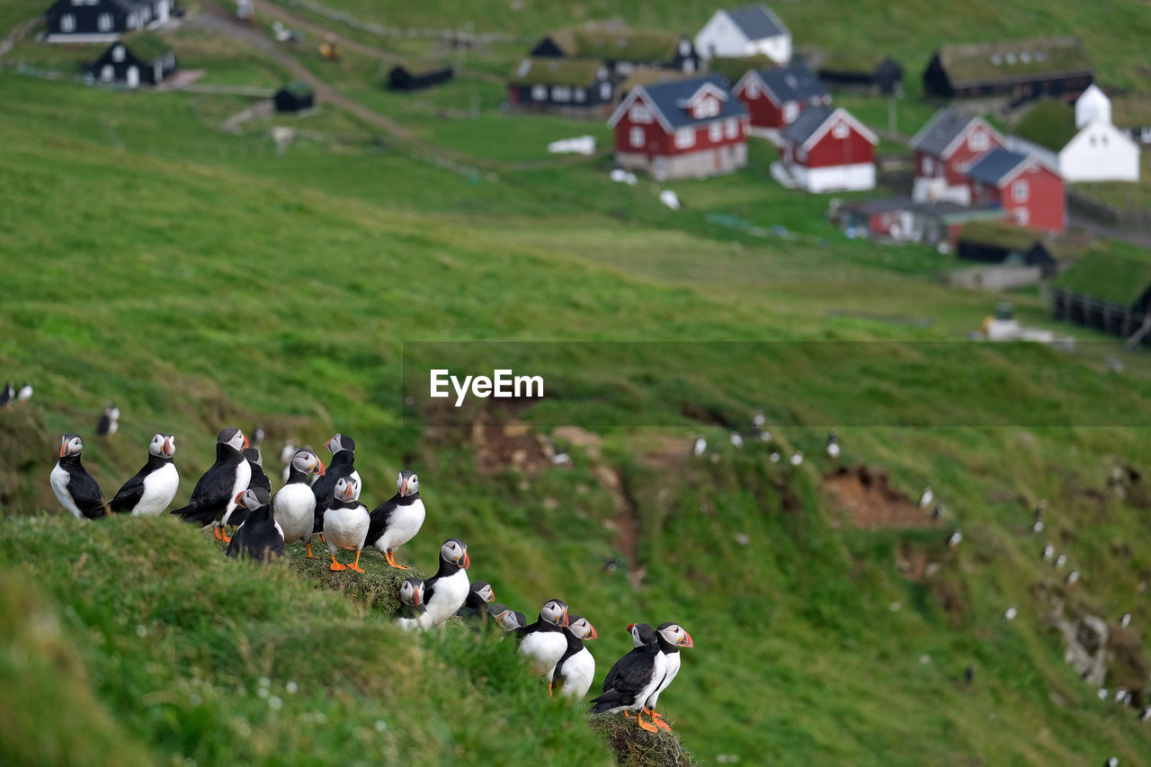 Puffins in mykines, faroe islands