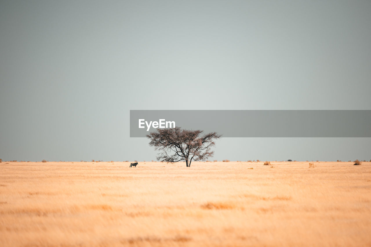 Scenic view of desert against clear sky with oryx near tree