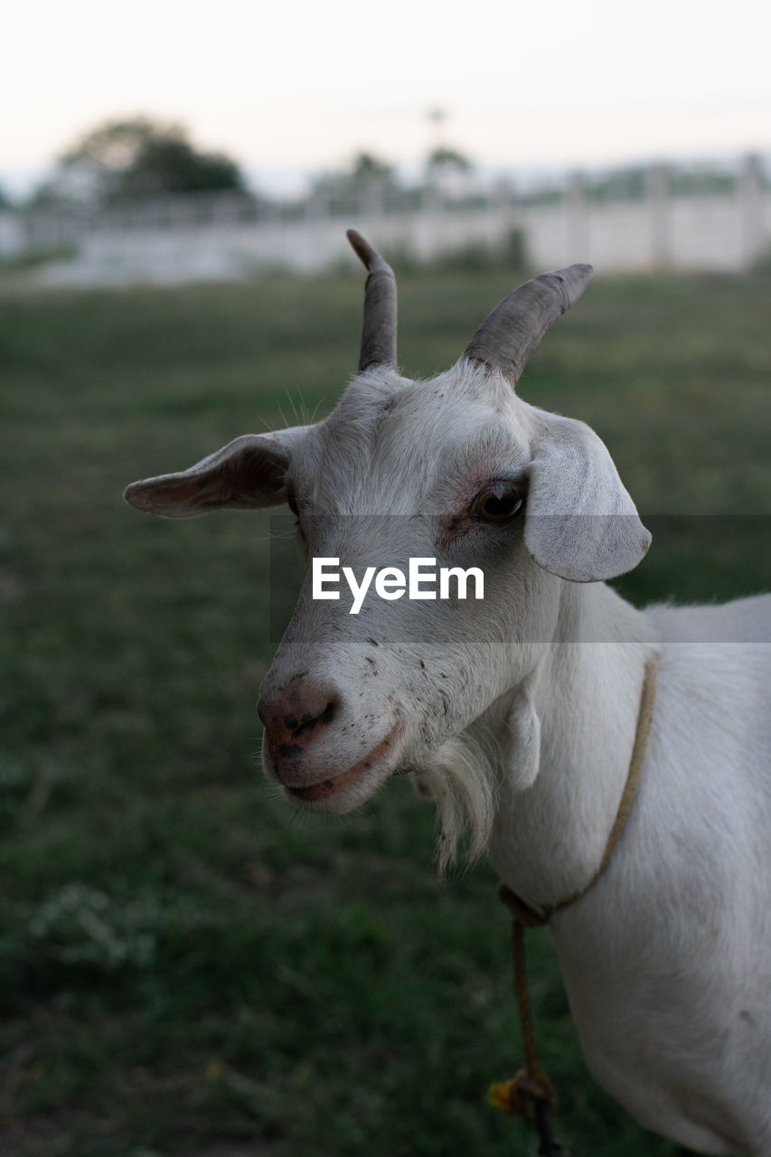 CLOSE-UP OF A SHEEP ON FIELD