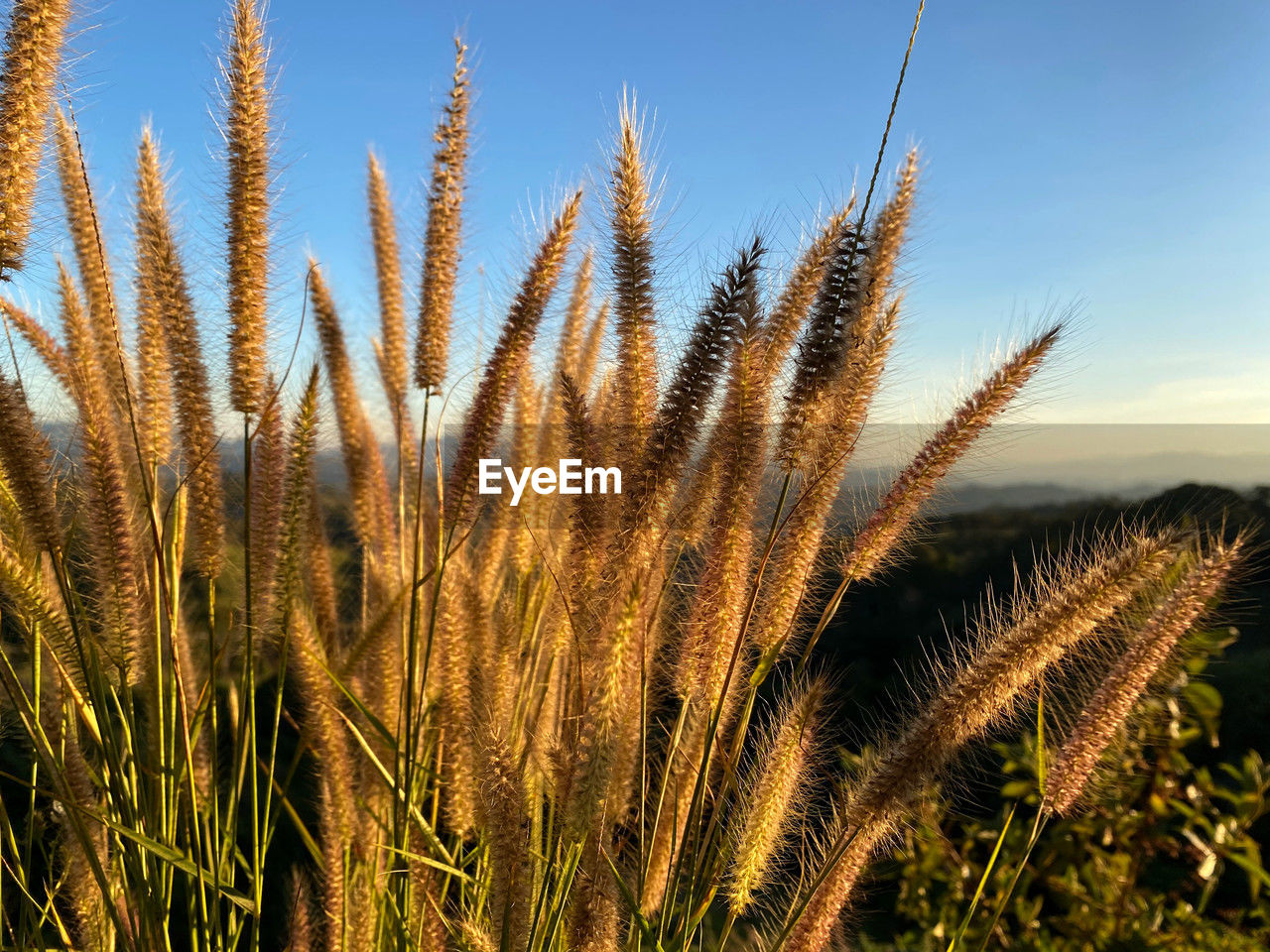 close-up of plants growing on field