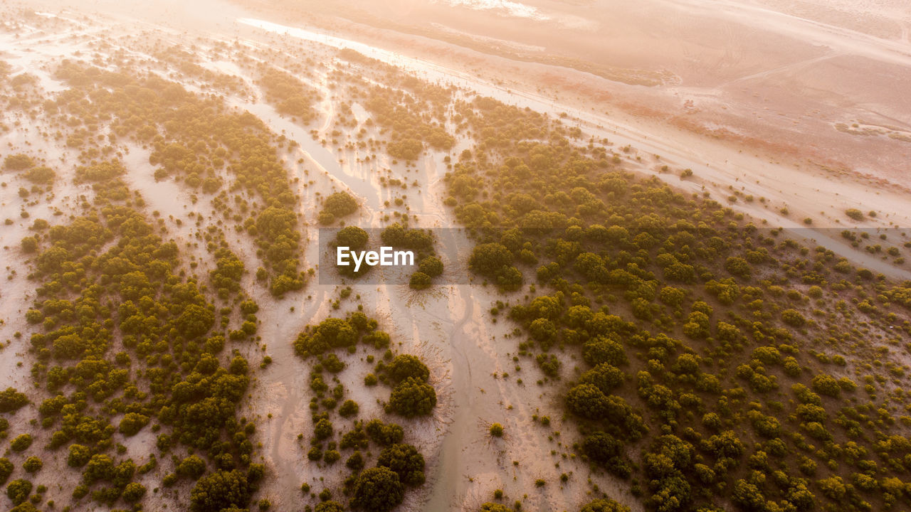 High angle view of beach mangroves 