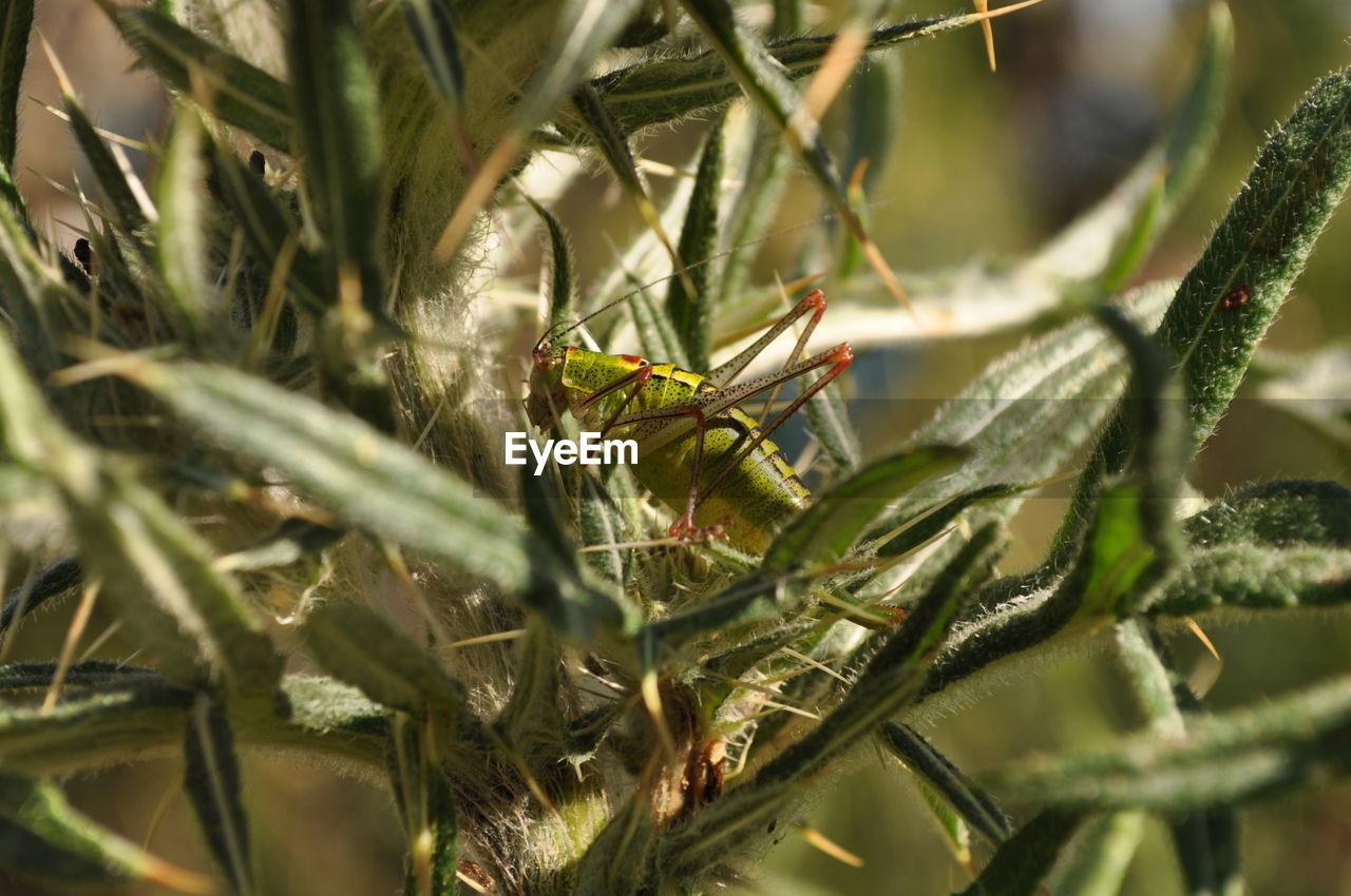 CLOSE-UP OF INSECT ON PLANTS