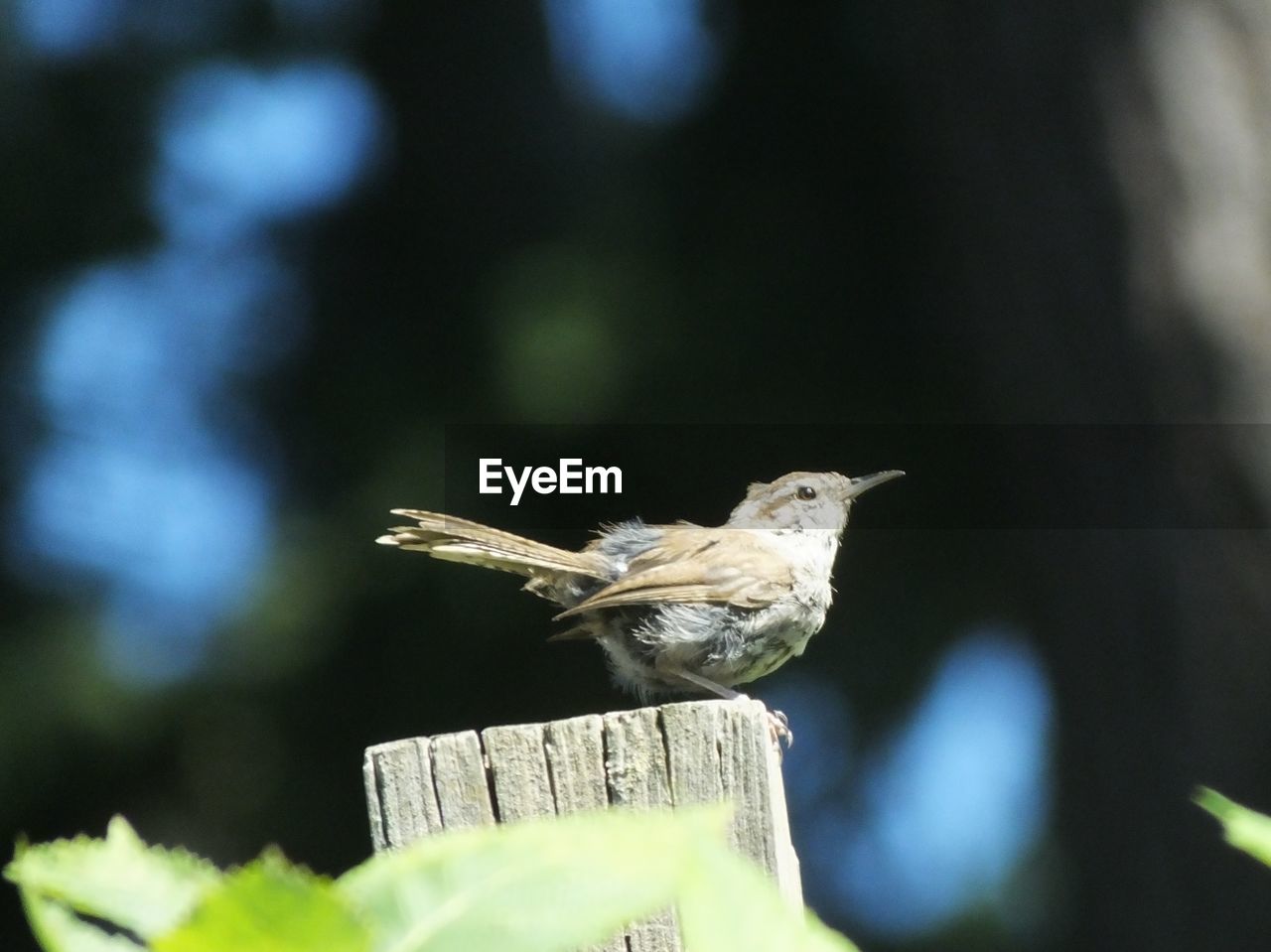 CLOSE-UP OF BIRD PERCHING ON WOOD OUTDOORS