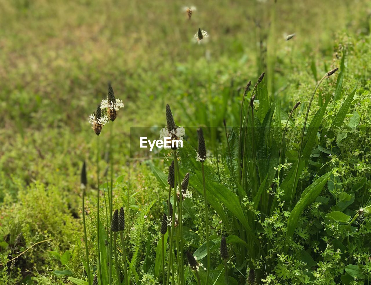 VIEW OF BEE FLYING OVER THE FIELD