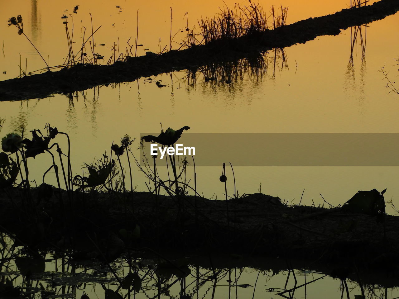 SILHOUETTE BIRDS ON LAKE DURING SUNSET