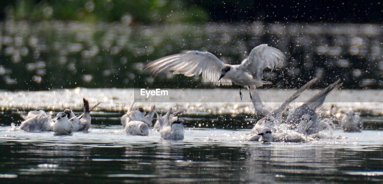 Birds swimming in lake