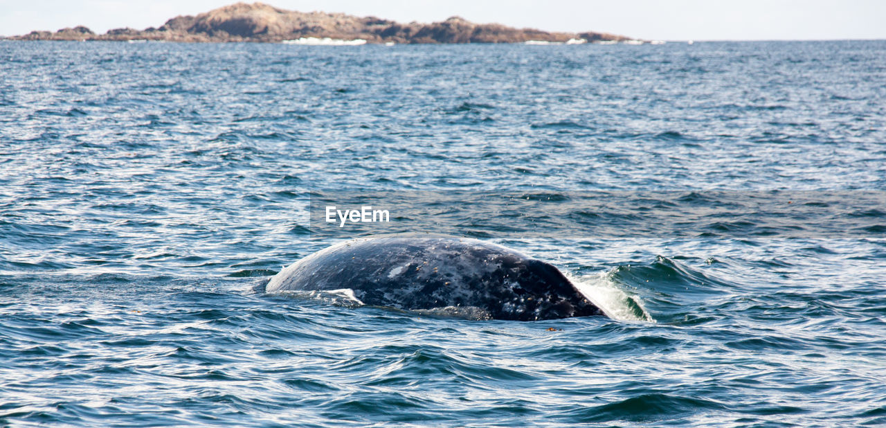 Whale swimming in sea