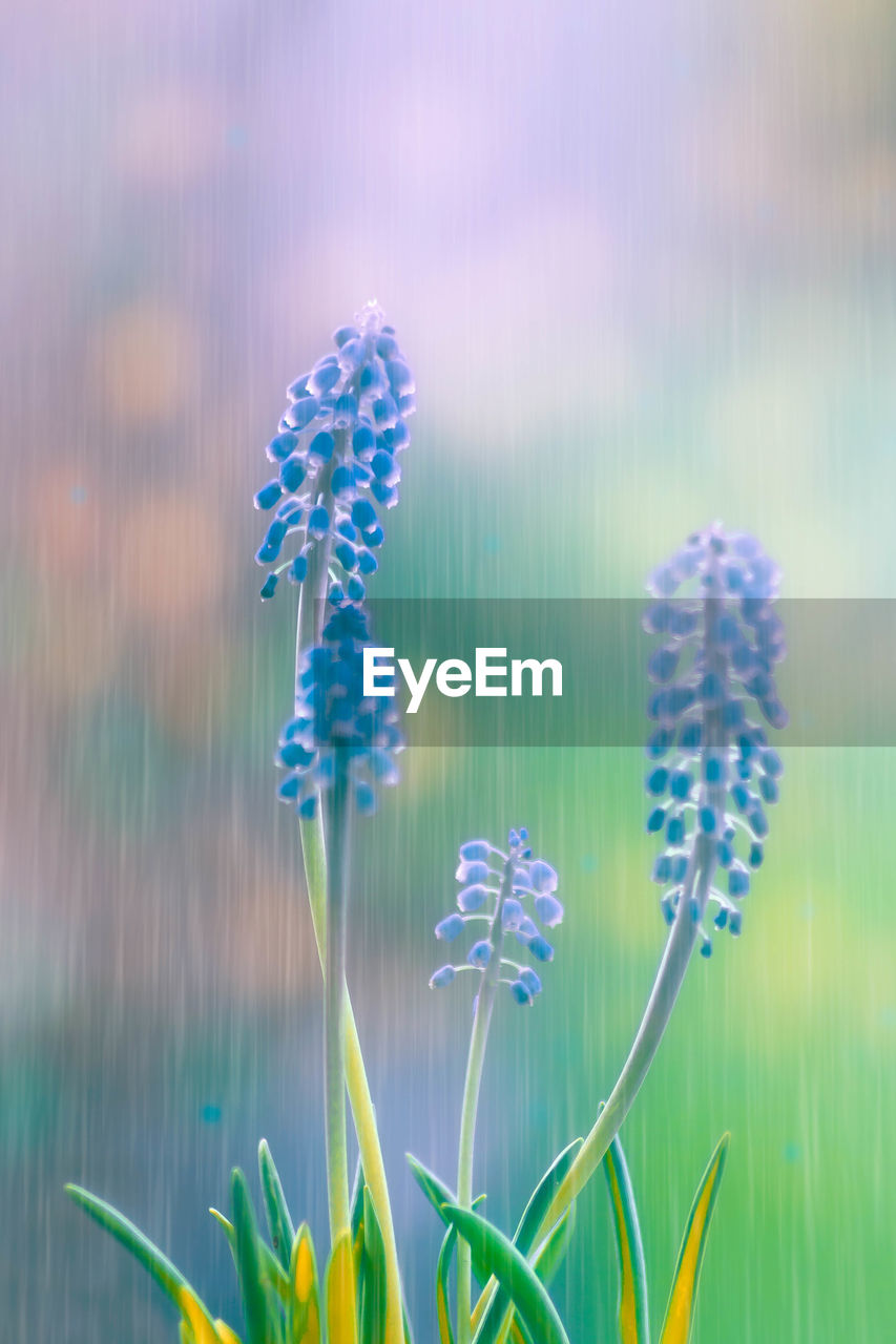 Close-up of purple flowering plant on field