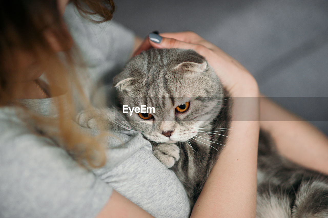 Cat with gray fur and yellow eyes sitting on people hugs