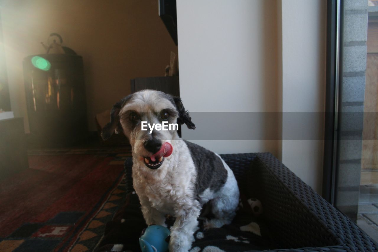 CLOSE-UP PORTRAIT OF DOG SITTING ON FLOOR AT HOME