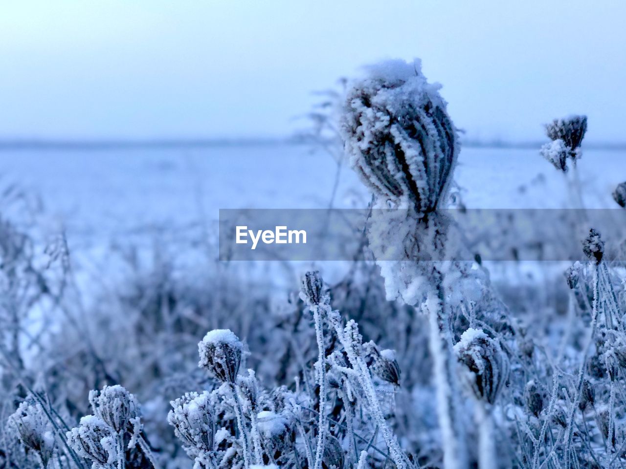 Close-up of frozen plants during winter