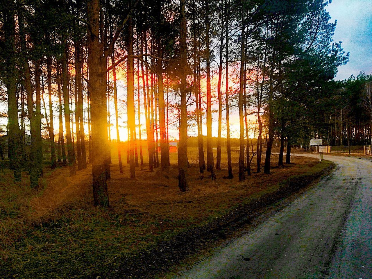 tree, plant, sunlight, nature, sky, beauty in nature, land, morning, tranquility, autumn, forest, tranquil scene, landscape, growth, scenics - nature, no people, environment, road, non-urban scene, sunbeam, sun, the way forward, light, tree trunk, trunk, idyllic, outdoors, leaf, woodland, transportation, natural environment, day, field, footpath, orange color, rural scene