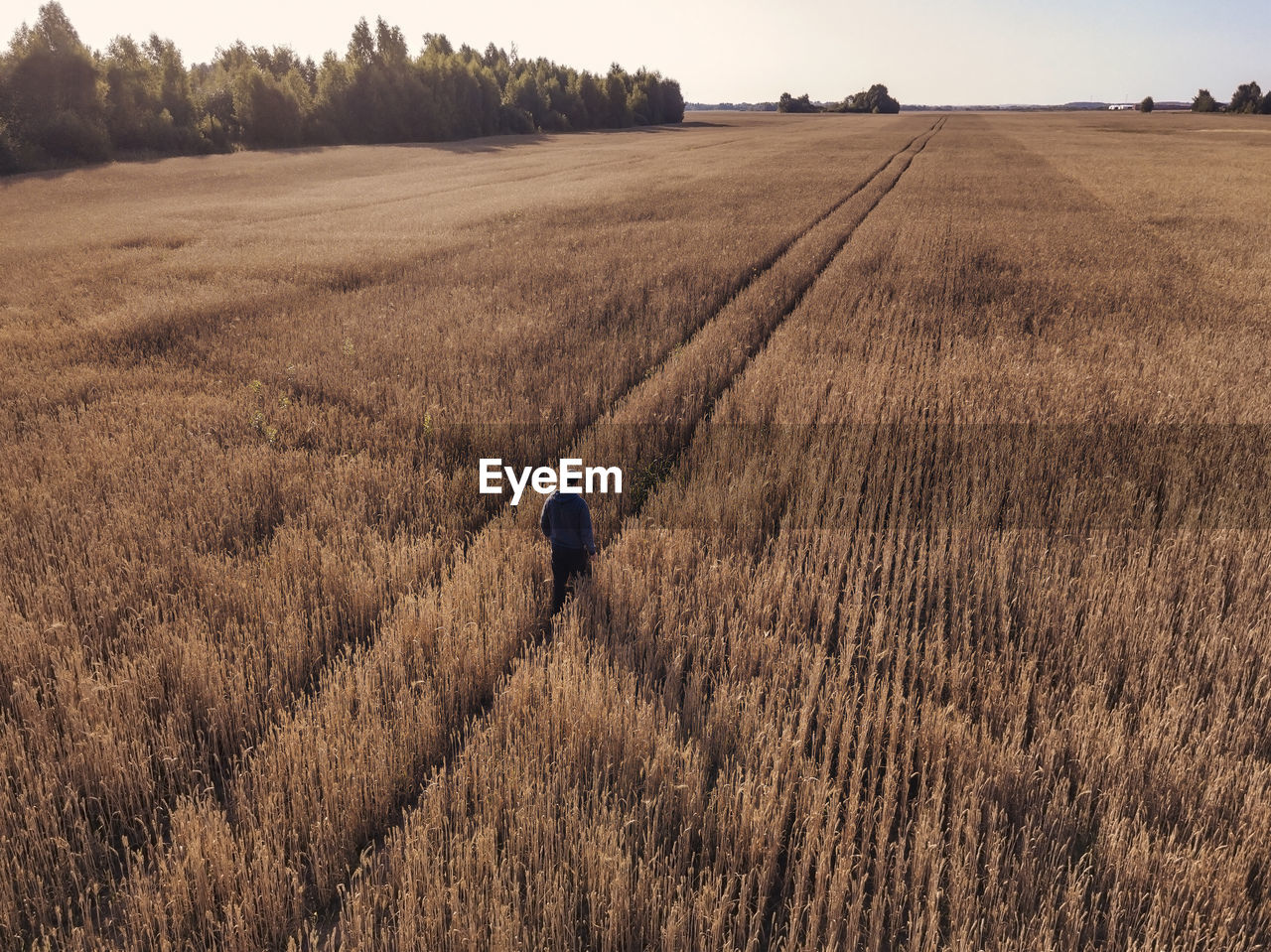 Man walking at rye field