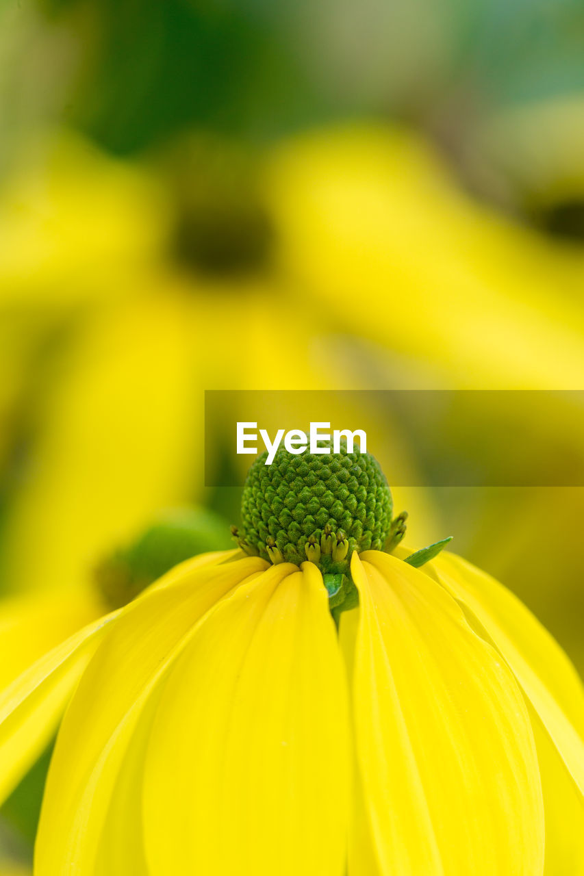 Close-up of yellow flowering plant