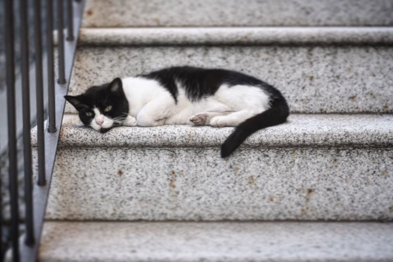 Portrait of cat lying on staircase