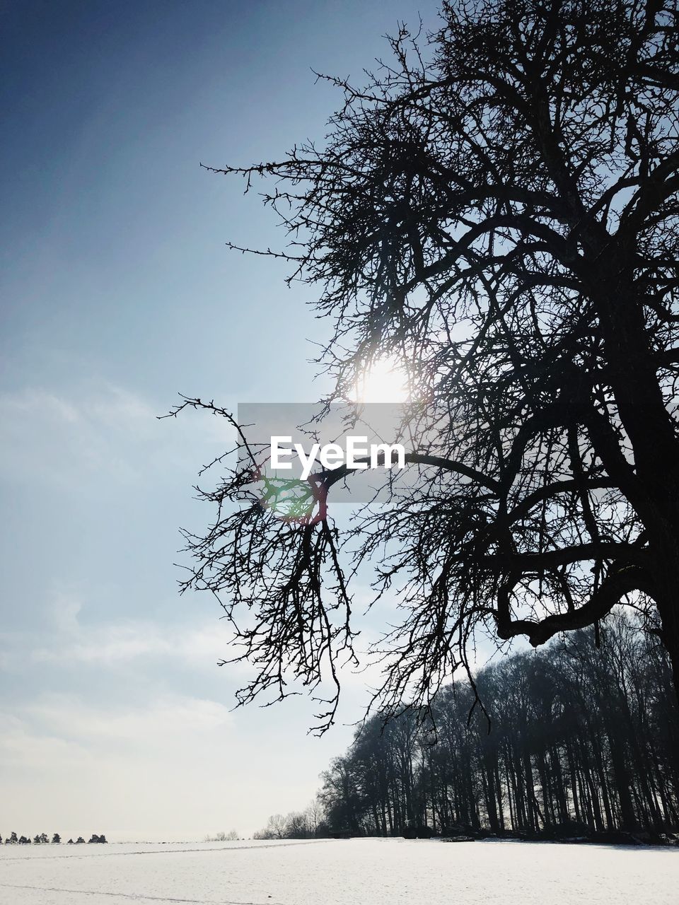 LOW ANGLE VIEW OF BARE TREES AGAINST SKY DURING WINTER