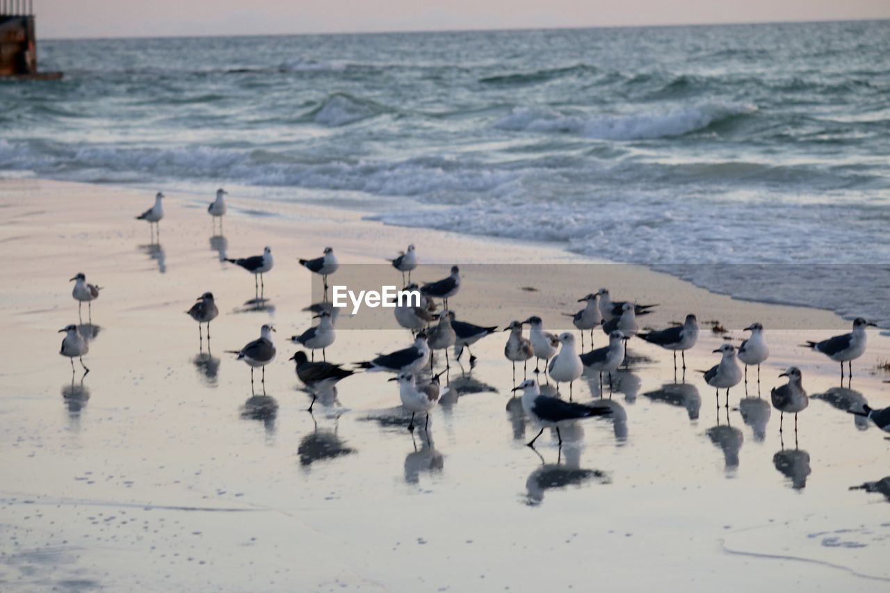 VIEW OF BIRDS ON BEACH