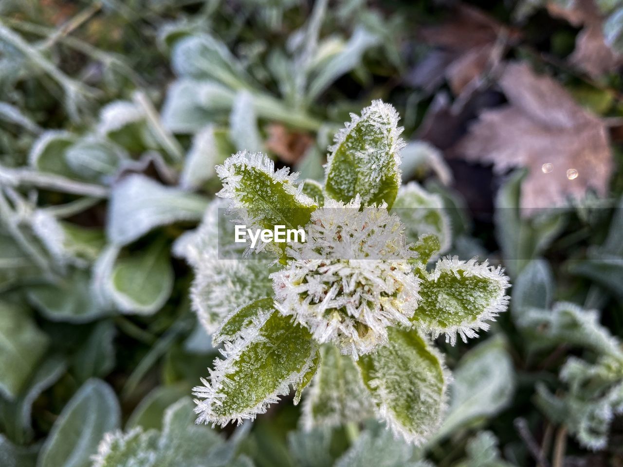 Close-up of white flowering plant in field