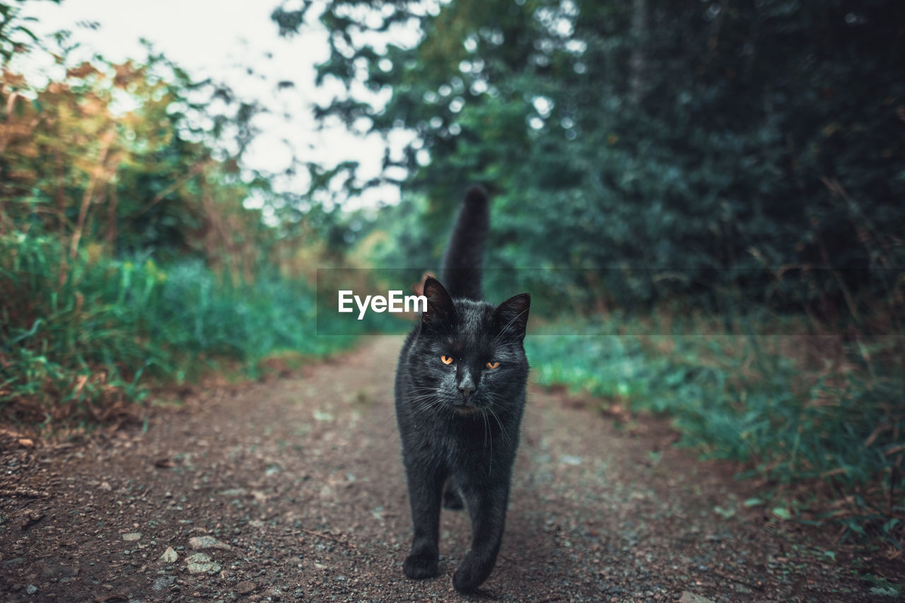 Close-up of cat walking on footpath