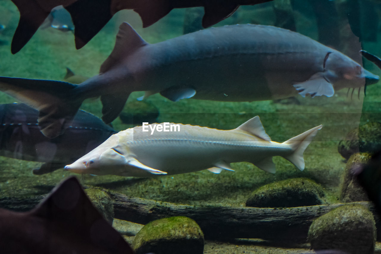 View of fish swimming in sea