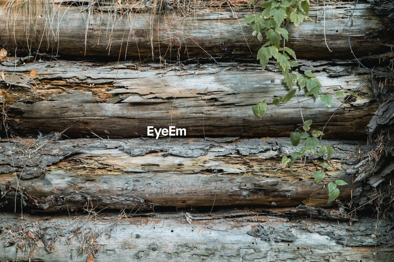 CLOSE-UP OF LOG ON TREE TRUNK