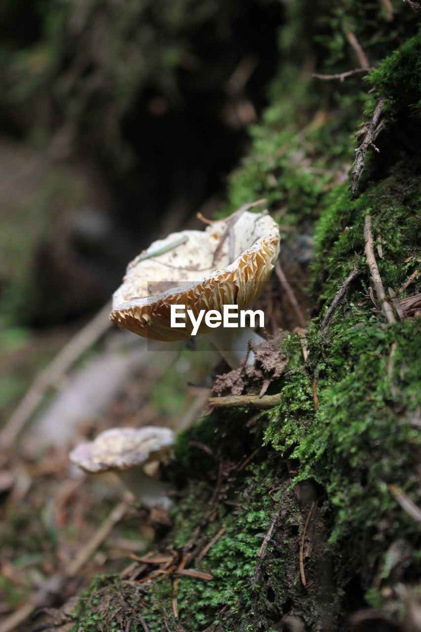 CLOSE-UP OF A MUSHROOMS