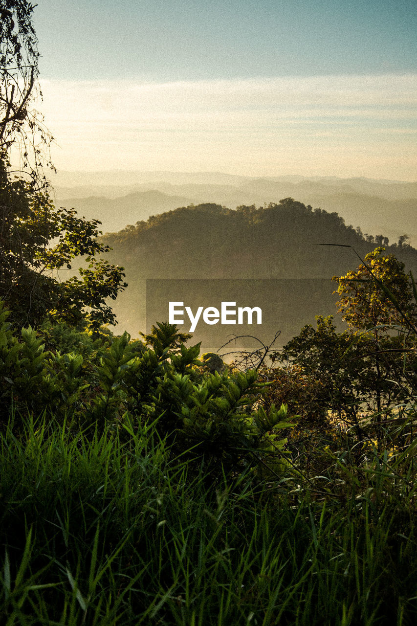 SCENIC VIEW OF TREES AND LANDSCAPE AGAINST SKY