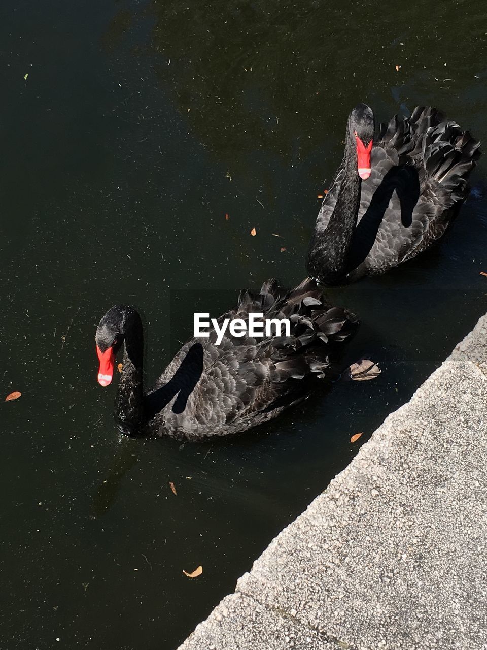 High angle view of black swans swimming in pond