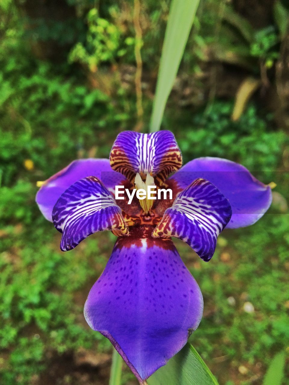 CLOSE-UP OF PURPLE FLOWERS BLOOMING OUTDOORS