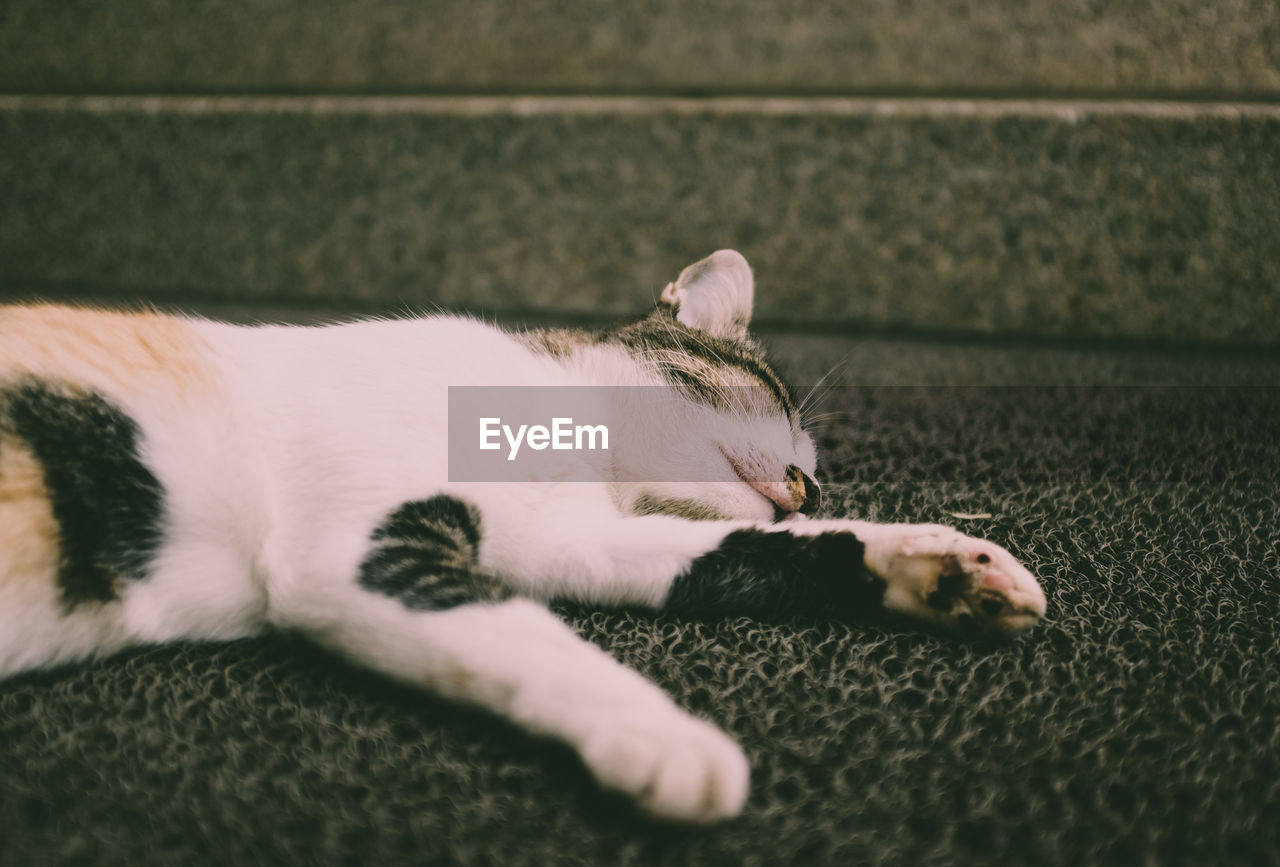 CLOSE-UP OF A CAT SLEEPING ON A BLANKET