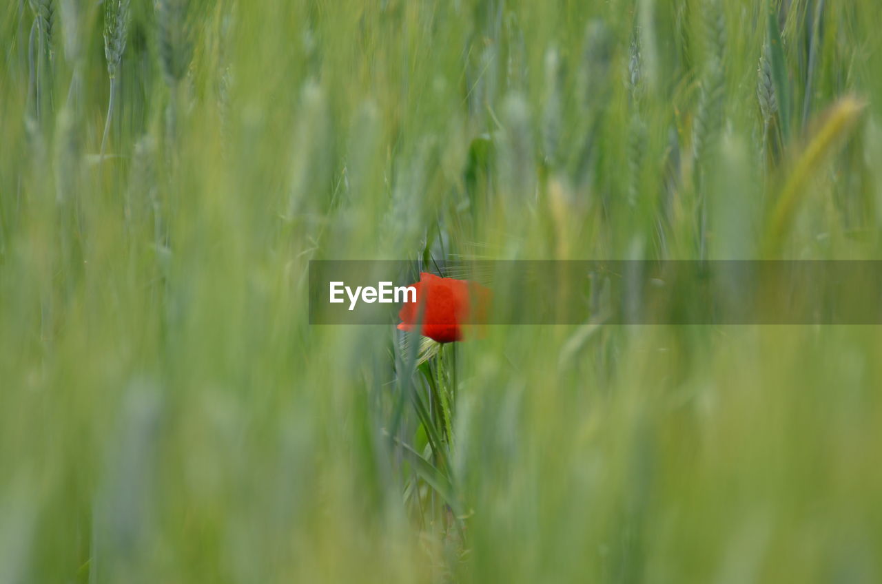 RED POPPY GROWING IN FIELD