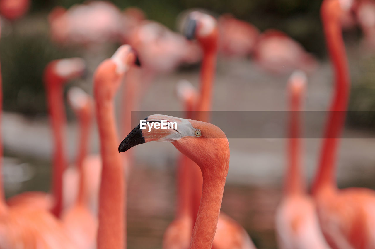 Flamingos perching outdoors
