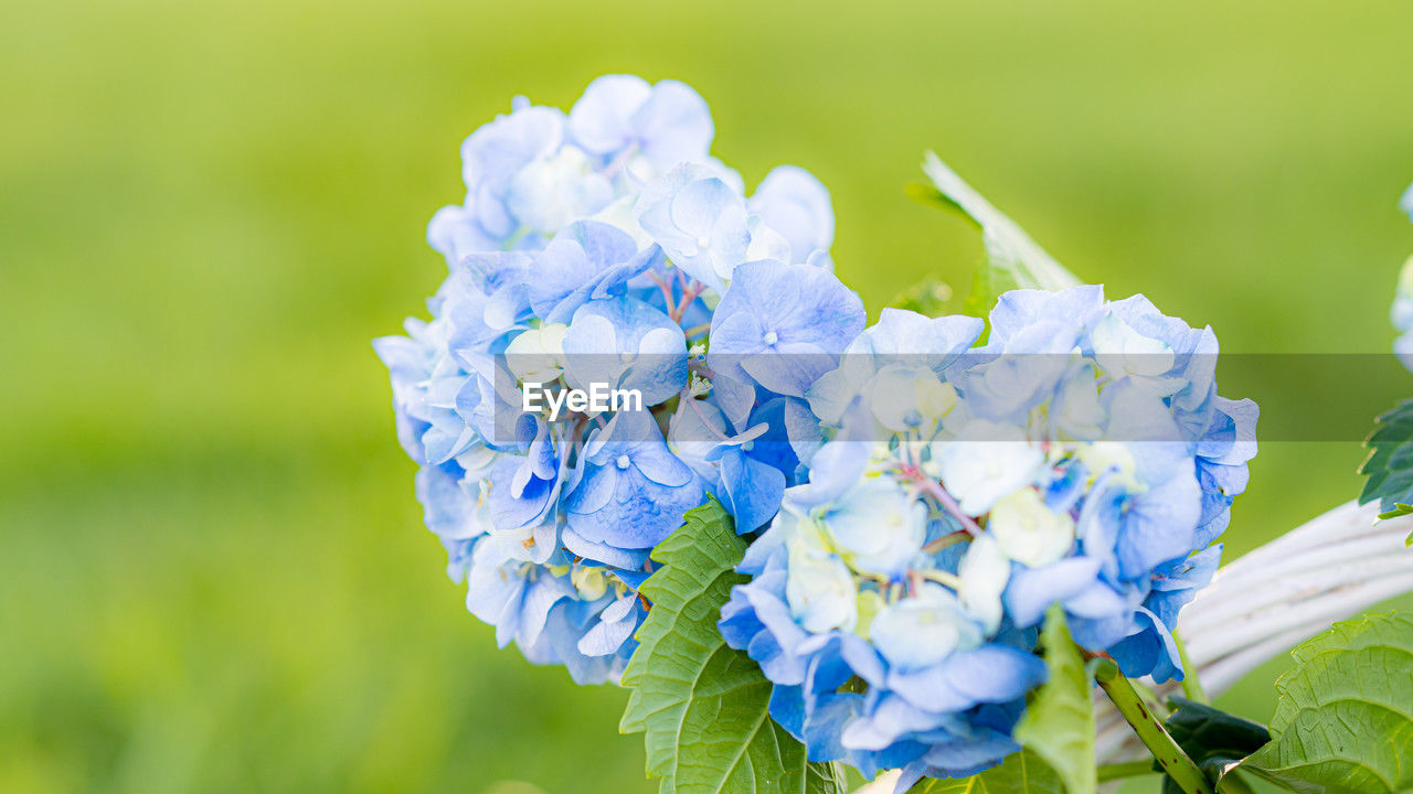 plant, flower, flowering plant, beauty in nature, freshness, fragility, nature, close-up, petal, flower head, springtime, inflorescence, macro photography, growth, focus on foreground, blossom, blue, plant part, green, leaf, no people, outdoors, purple, hydrangea, day, wildflower, selective focus, summer