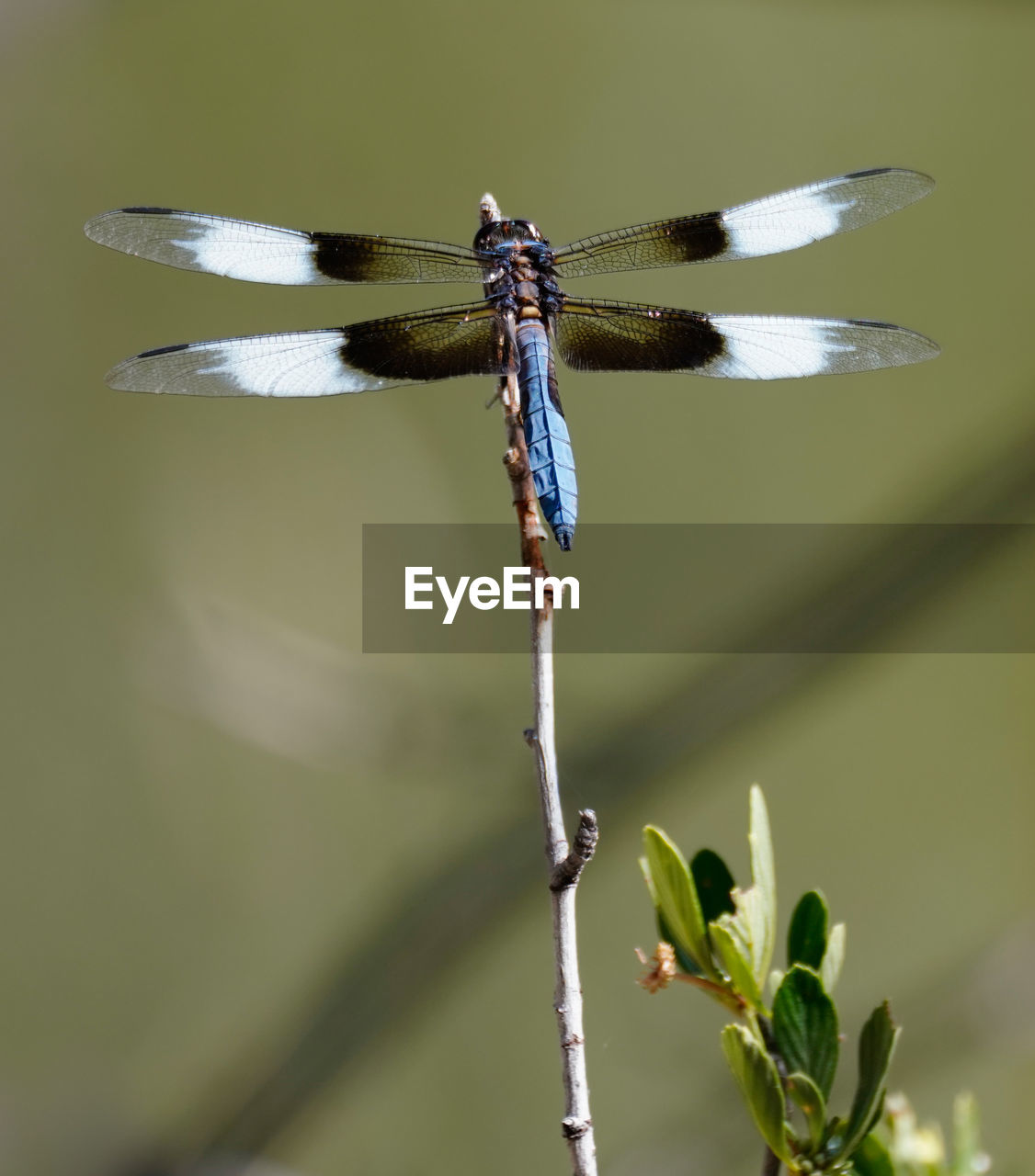 Close-up of dragonfly on plant