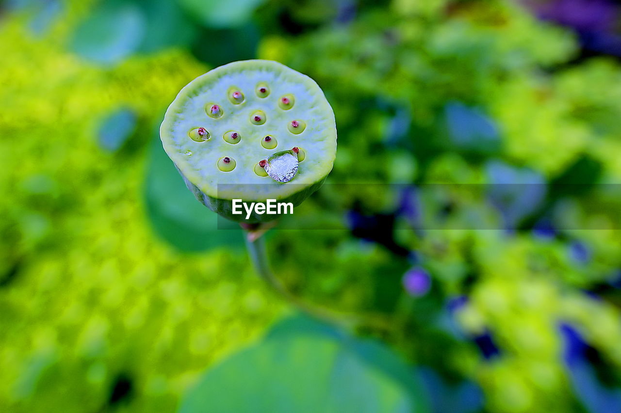 Close-up of purple lotus water lily