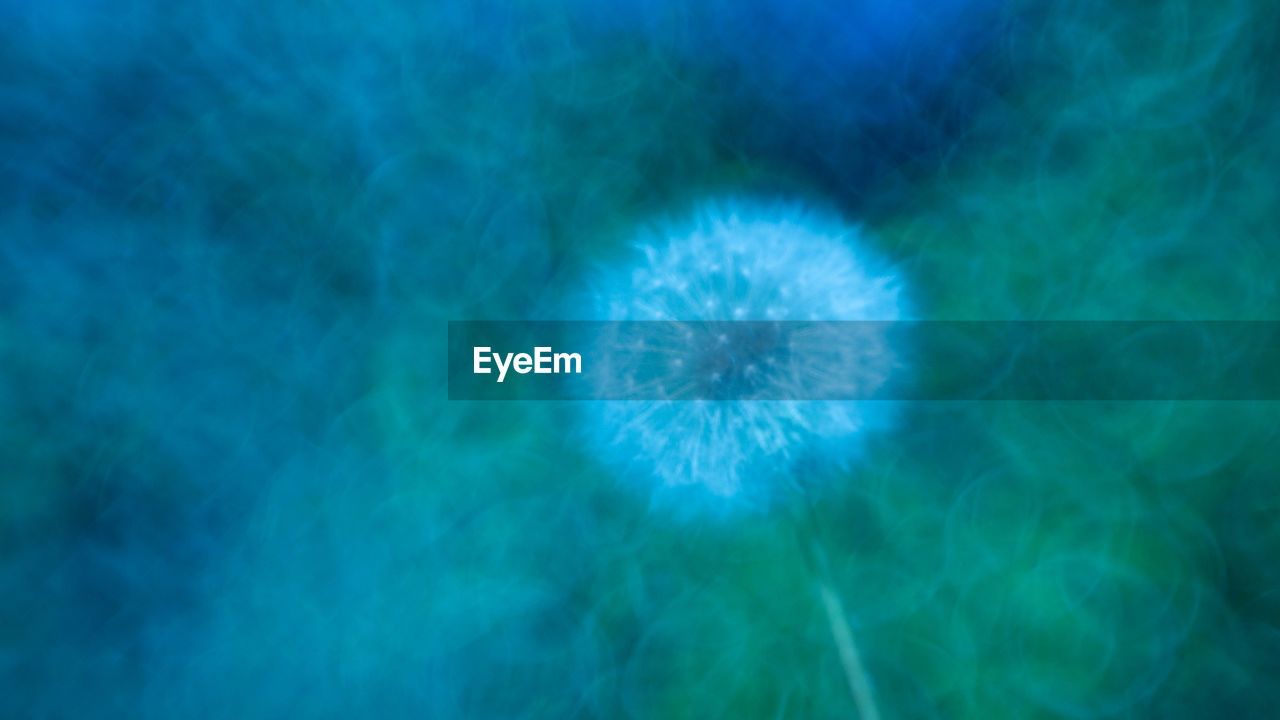 FULL FRAME SHOT OF BLUE DANDELION ON GREEN PLANT