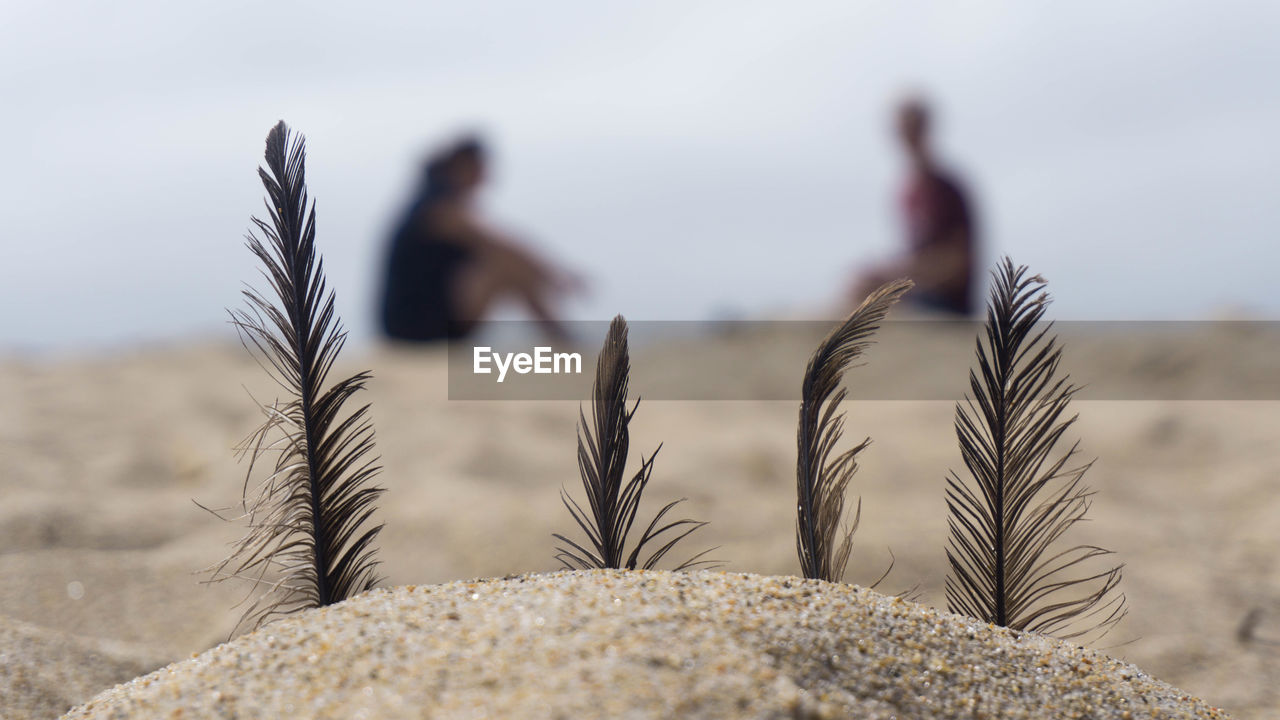 Feathers on beach with people out of focus bokeh